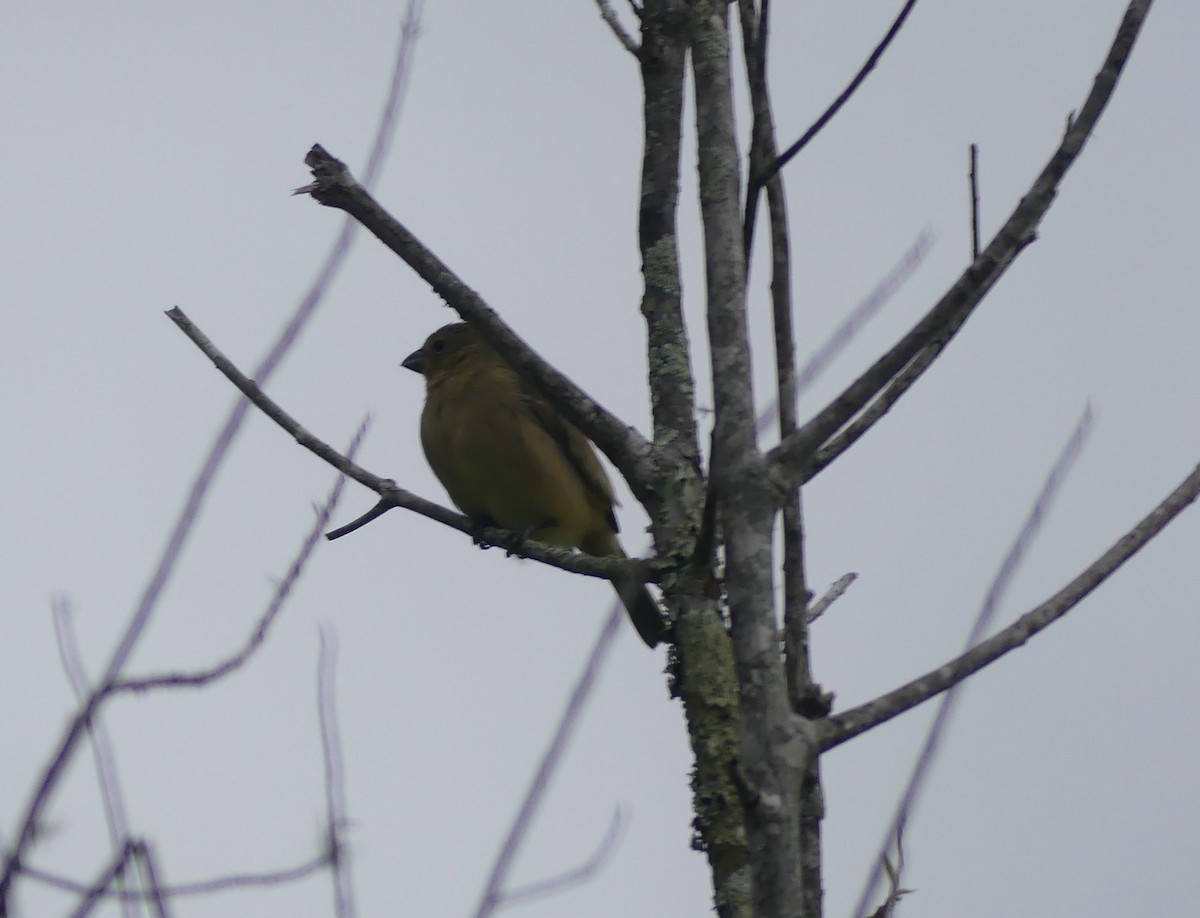 Variable Seedeater - ML638147980