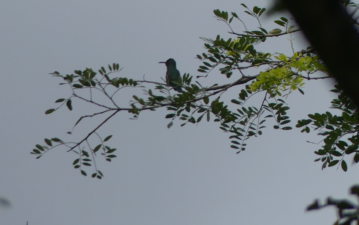 Scaly-breasted Hummingbird - ML638148010