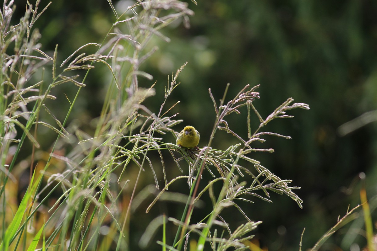 Island Canary - ML638148075