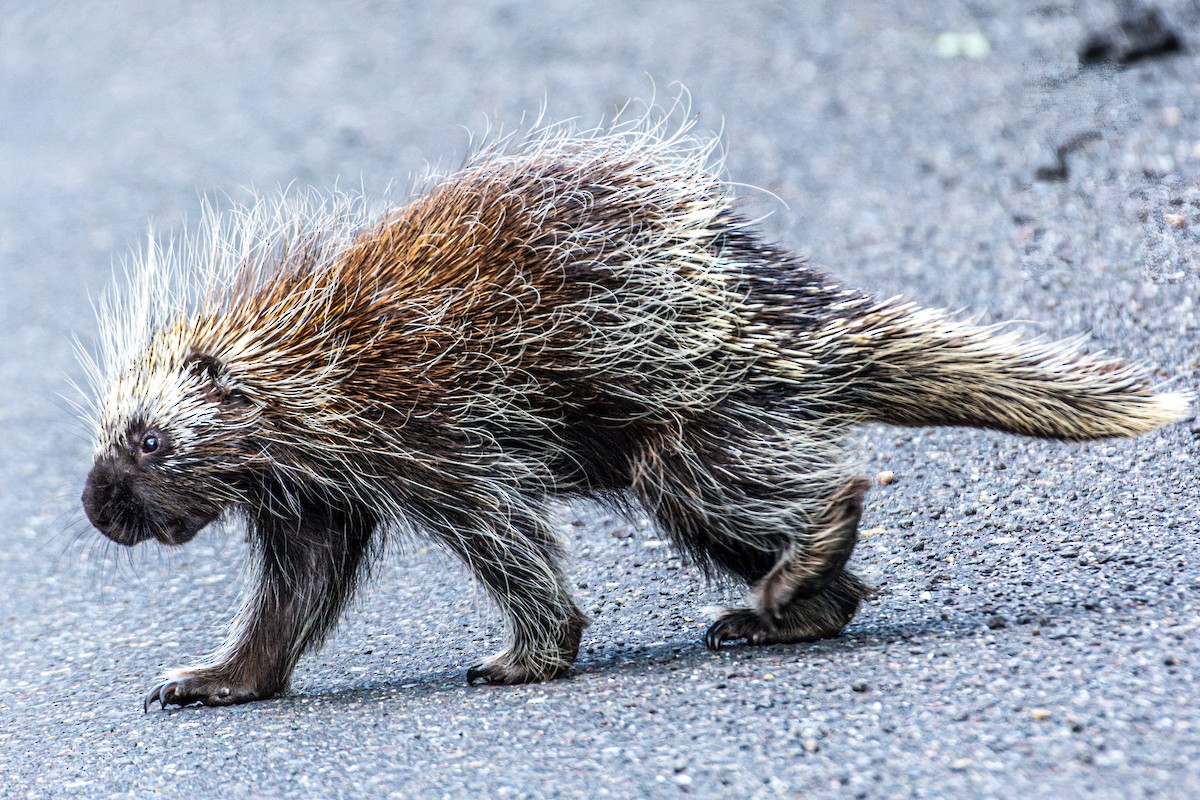 North American Porcupine - ML638148083