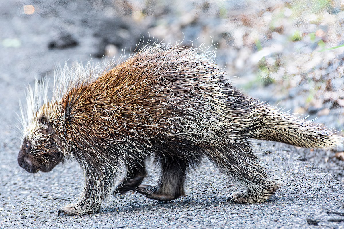 North American Porcupine - ML638148089