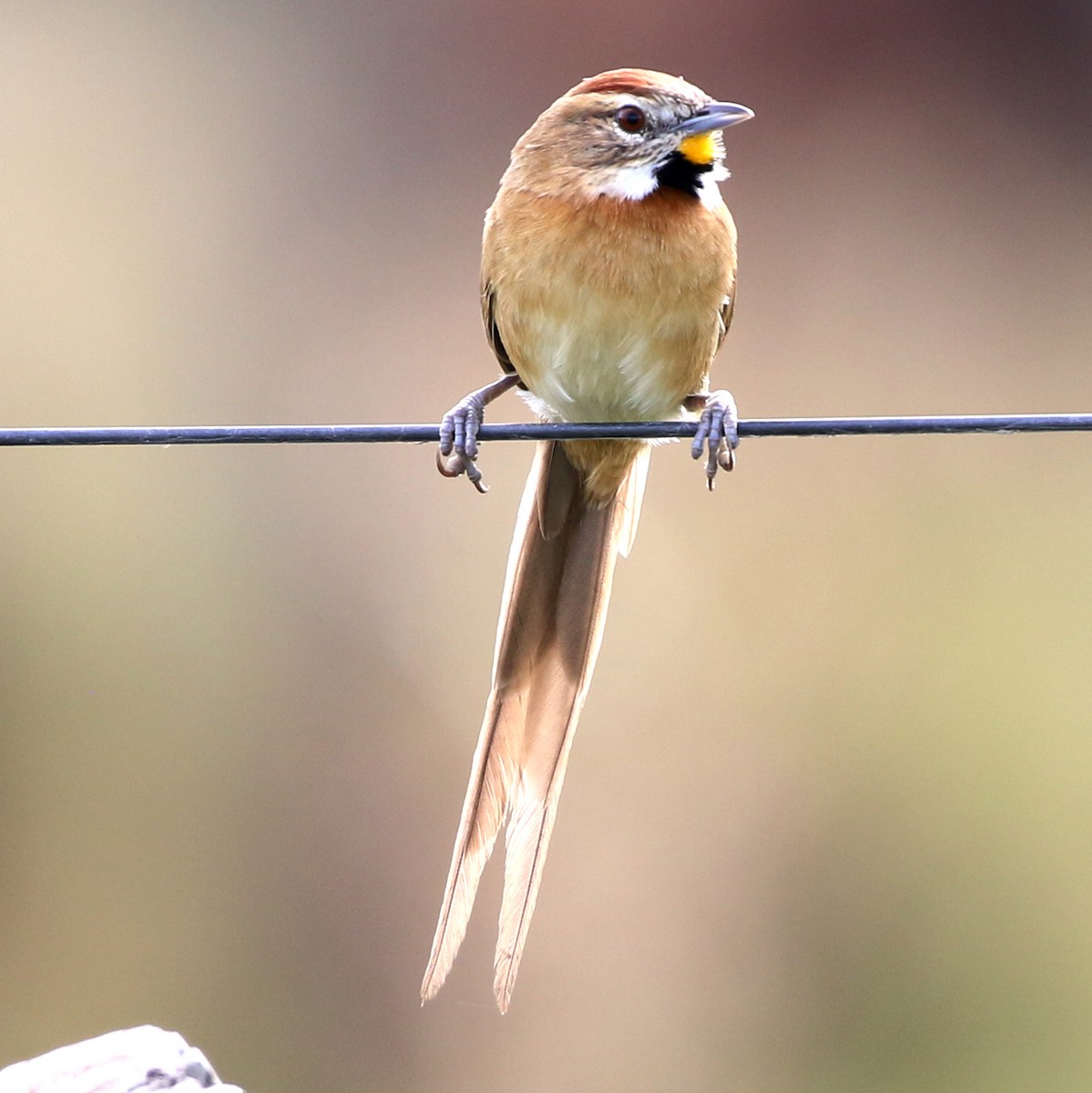 Chotoy Spinetail - ML638148097