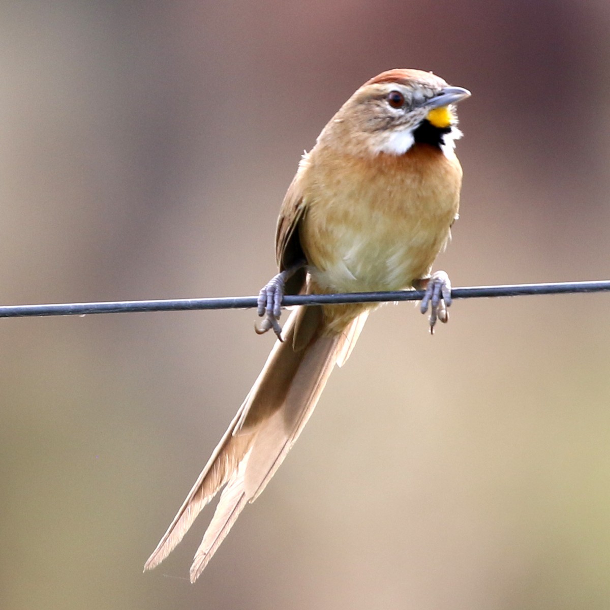 Chotoy Spinetail - ML638148098