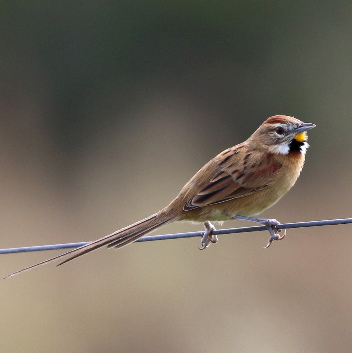 Chotoy Spinetail - ML638148099