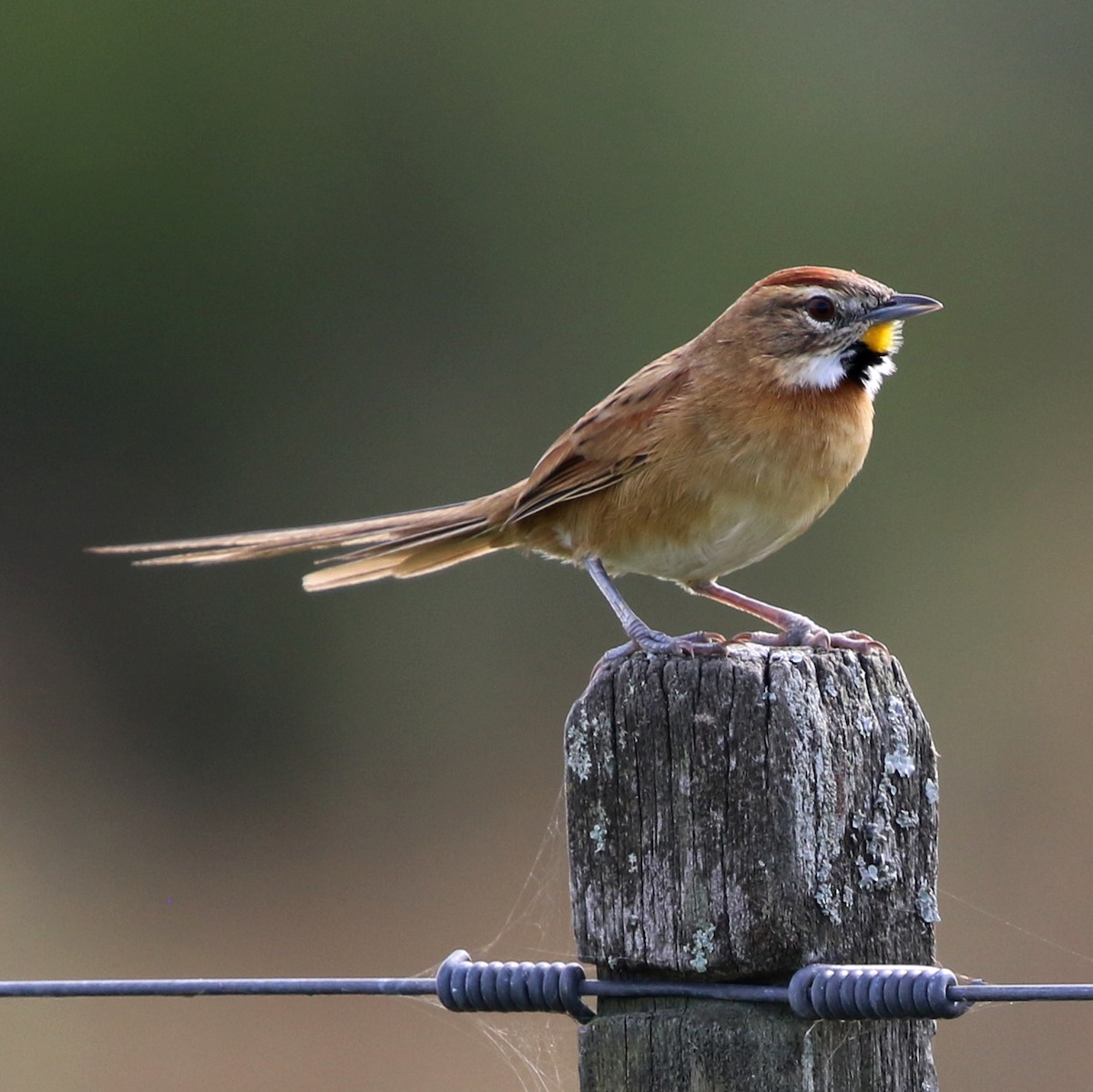 Chotoy Spinetail - ML638148100
