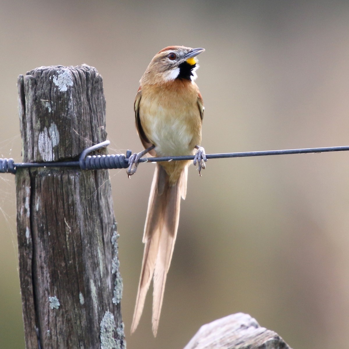 Chotoy Spinetail - ML638148101