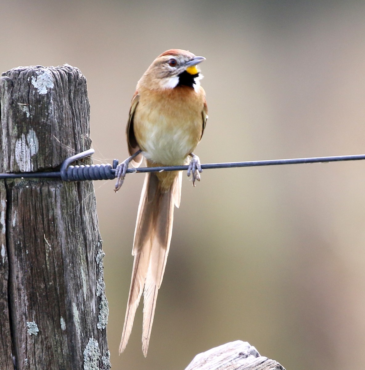 Chotoy Spinetail - ML638148102