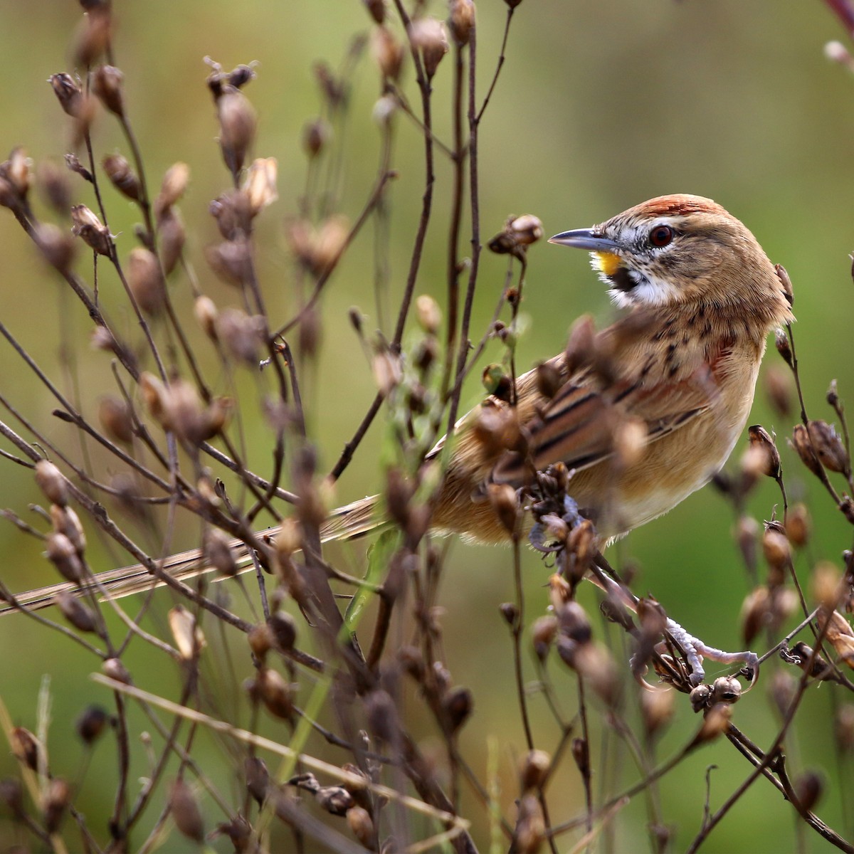 Chotoy Spinetail - ML638148103