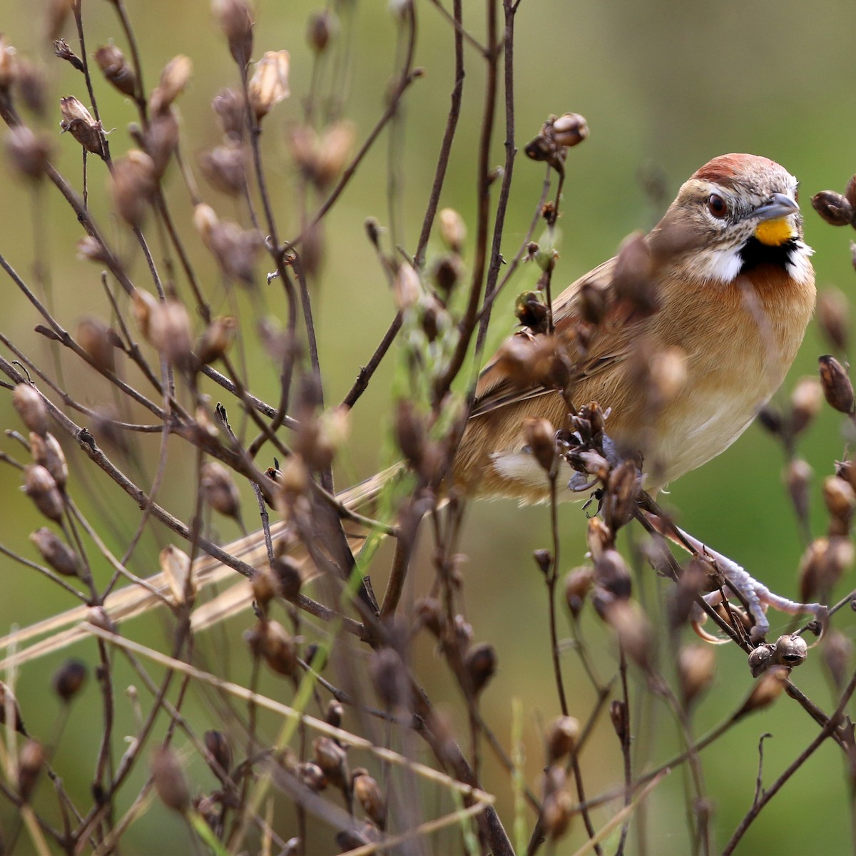 Chotoy Spinetail - ML638148104