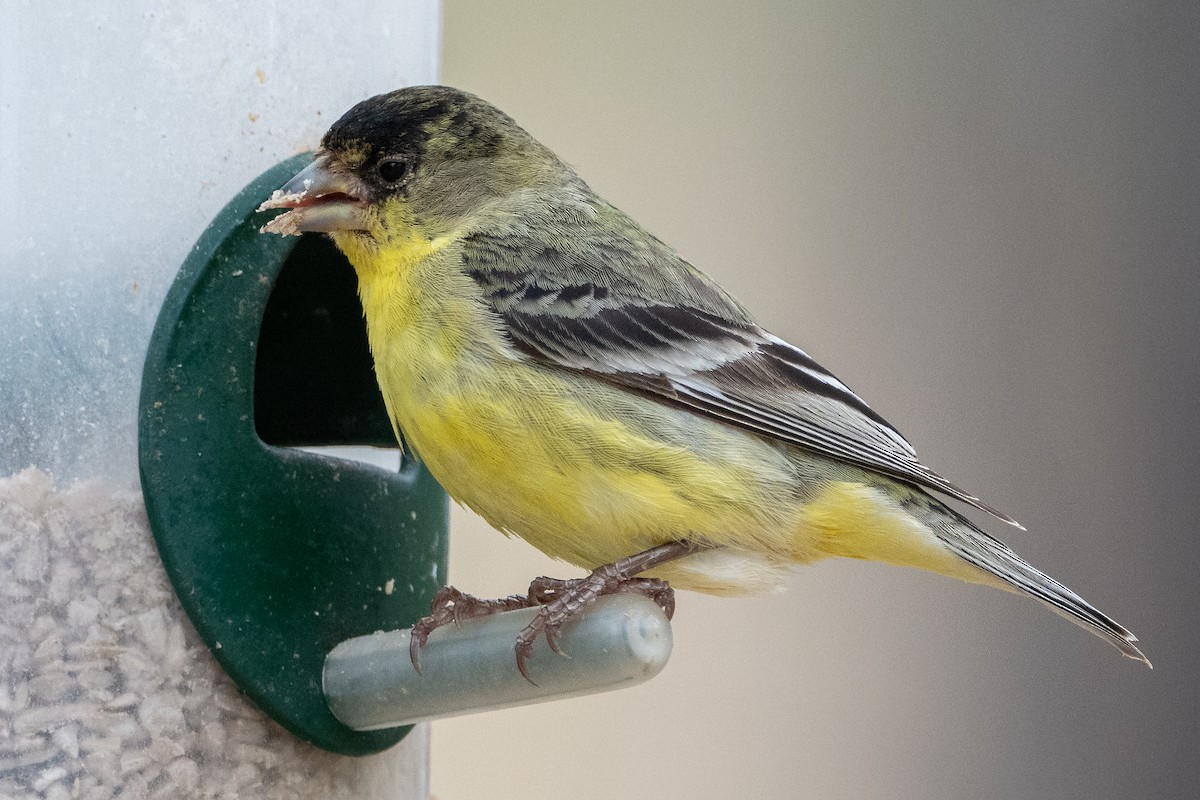 Lesser Goldfinch - ML638148275
