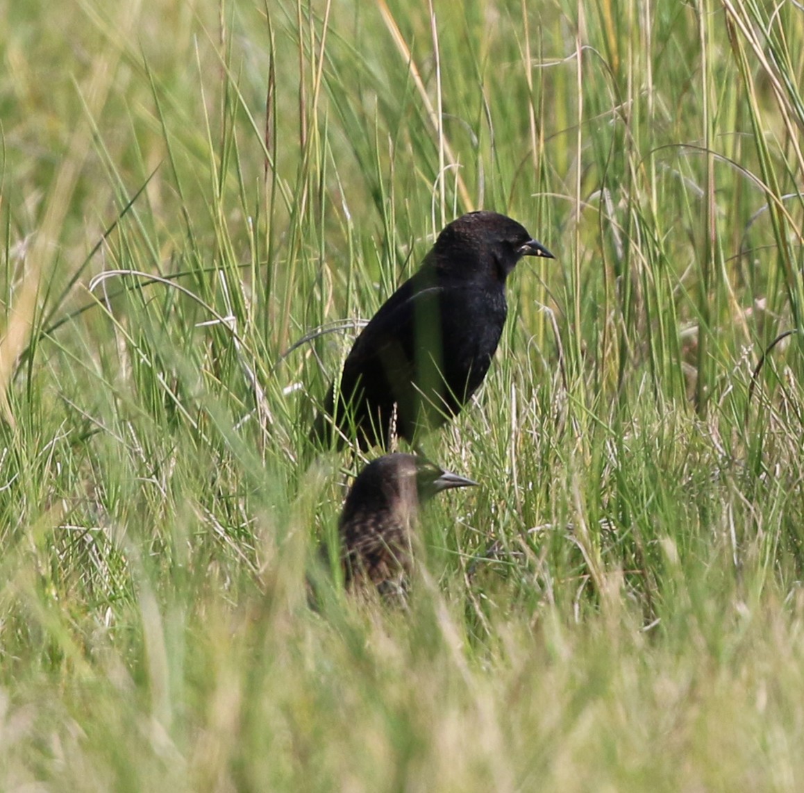 Yellow-winged Blackbird - ML638148302