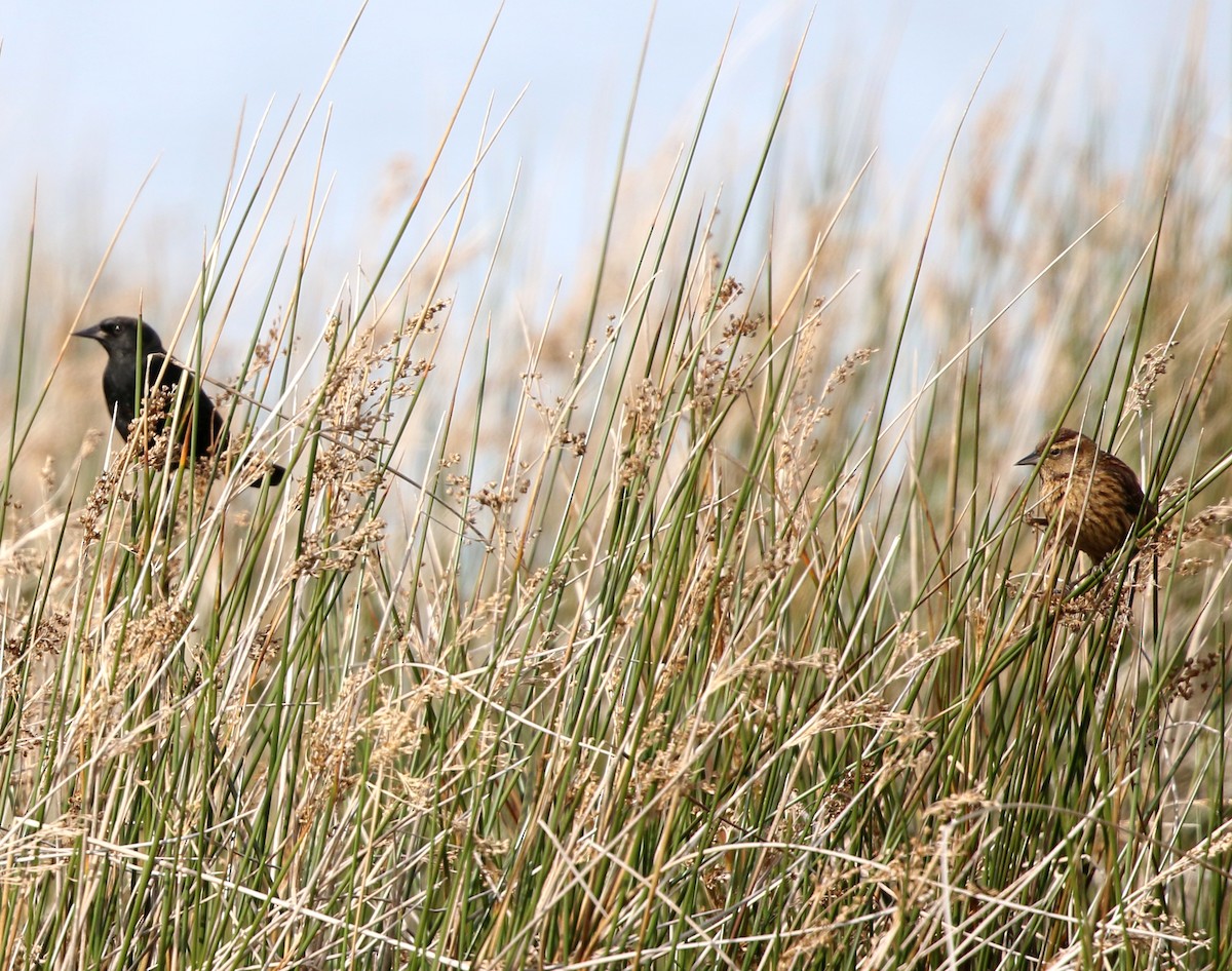 Yellow-winged Blackbird - ML638148303