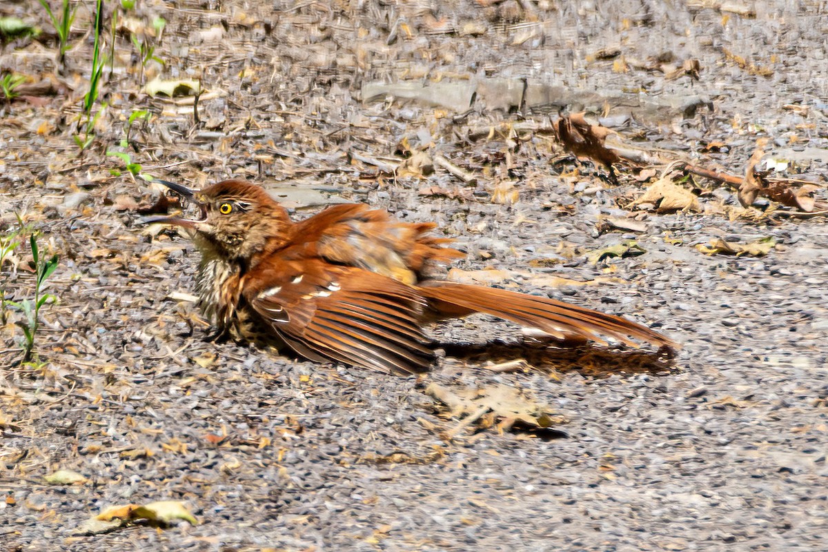 Brown Thrasher - ML638148304