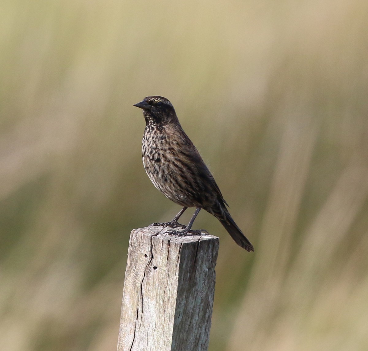 Yellow-winged Blackbird - ML638148313