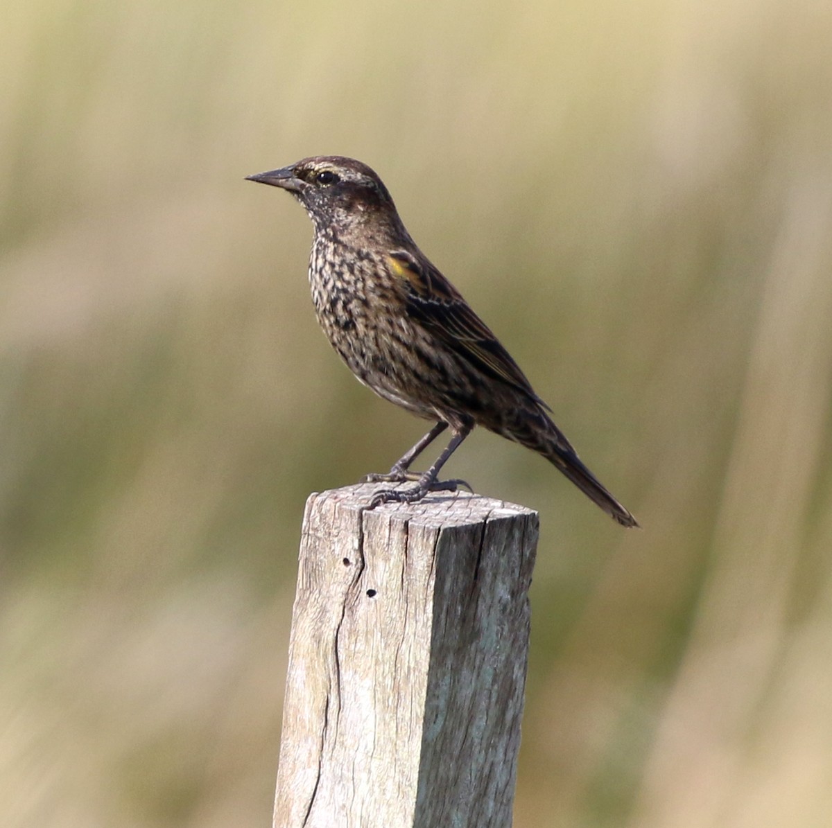 Yellow-winged Blackbird - ML638148315