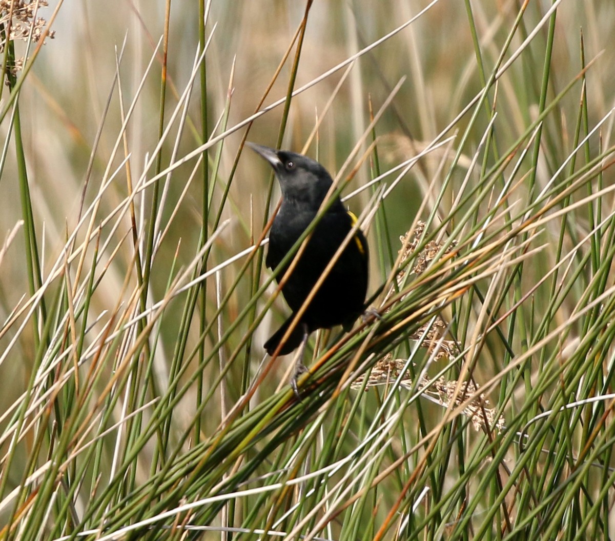 Yellow-winged Blackbird - ML638148317