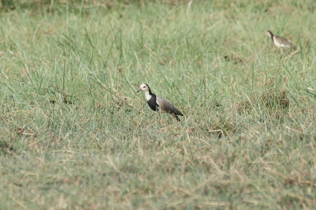 Long-toed Lapwing - ML638148320