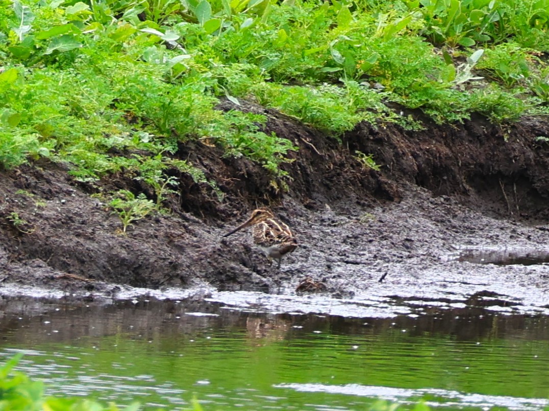Common Snipe - ML638148321