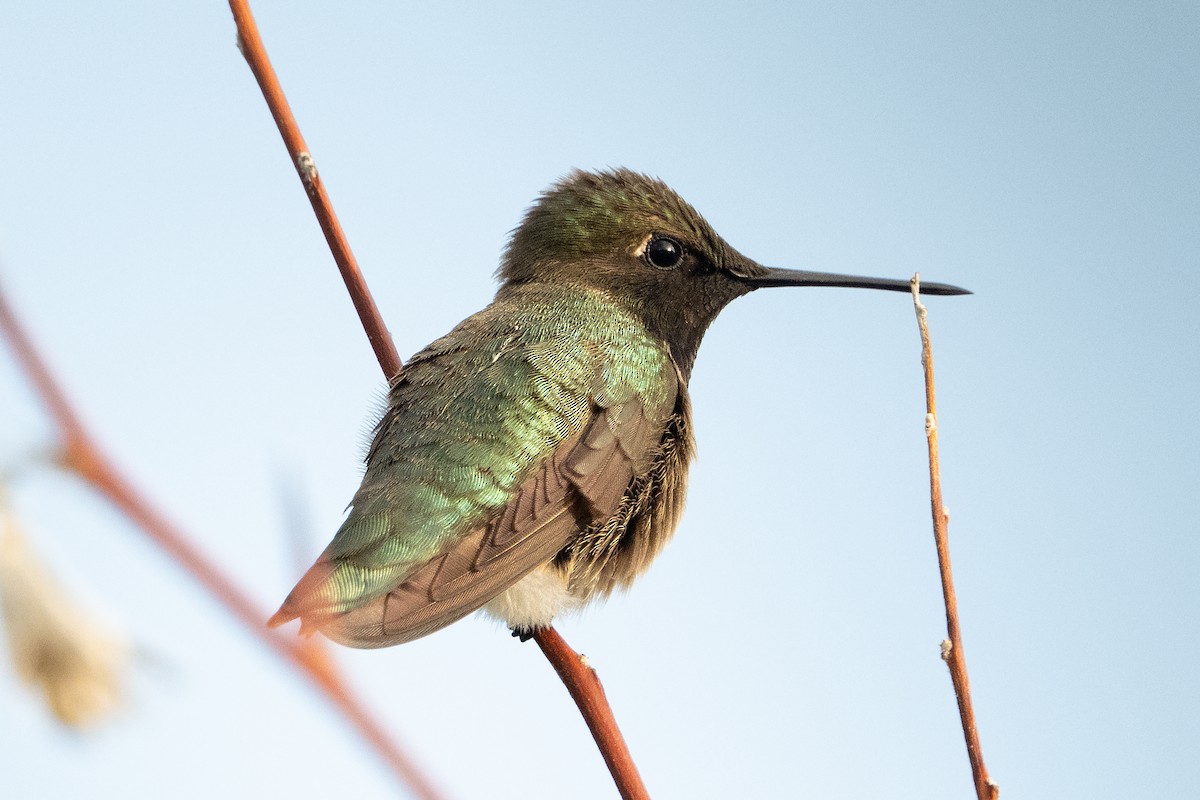 Black-chinned Hummingbird - ML638148322