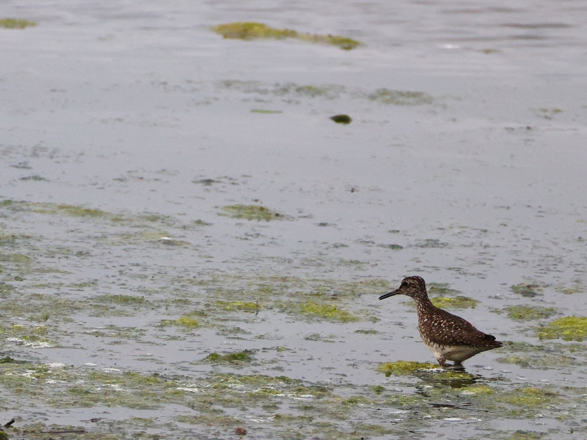 Wood Sandpiper - ML638148326