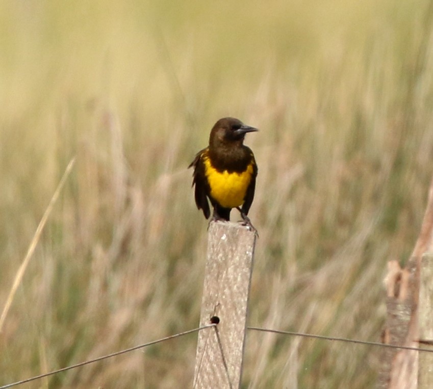 Brown-and-yellow Marshbird - ML638148335