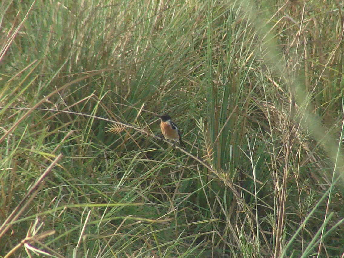 African Stonechat - ML638148380
