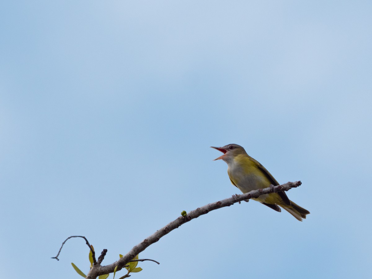 Sarı Böğürlü Vireo - ML638148395