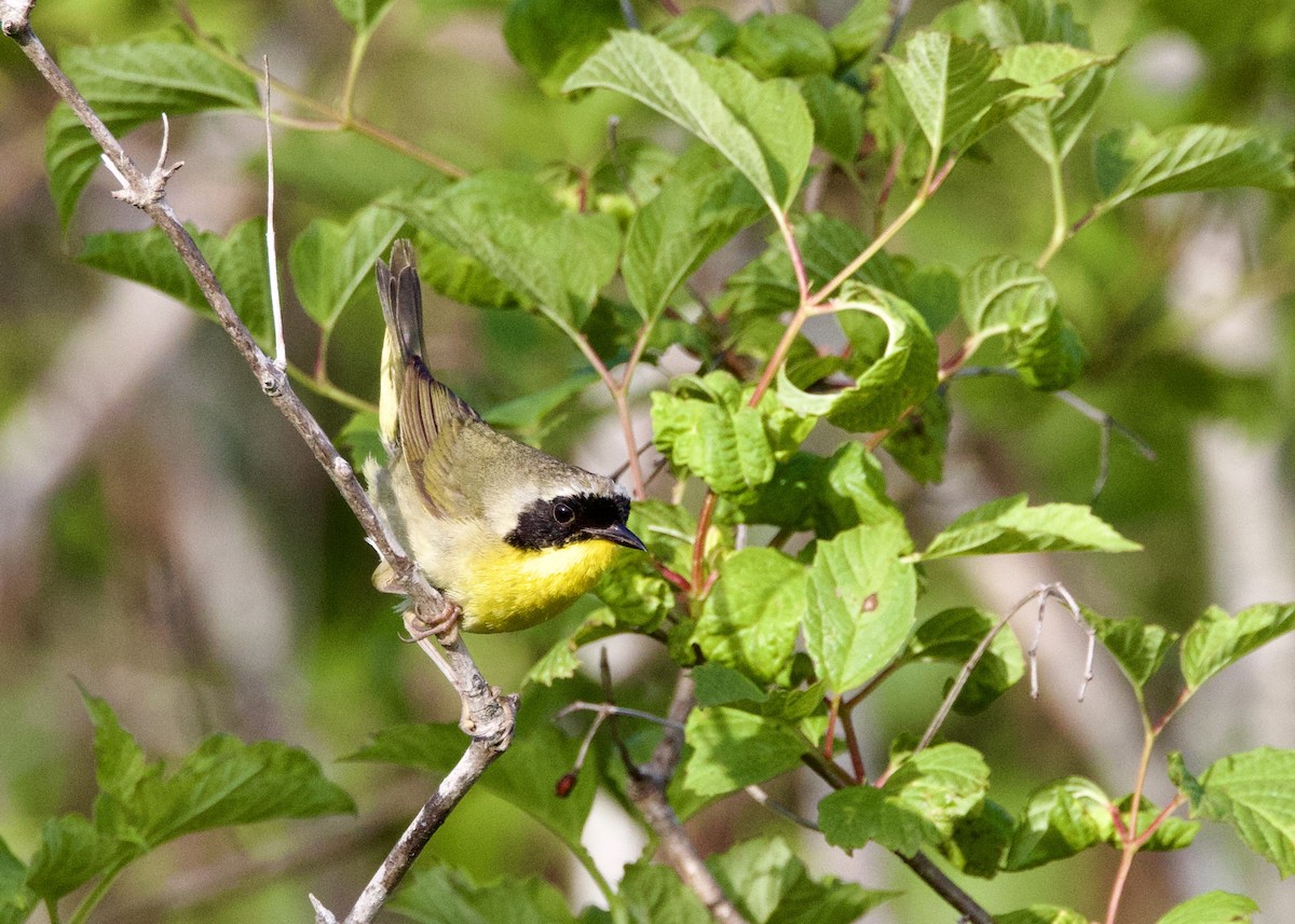 Common Yellowthroat - ML638148420