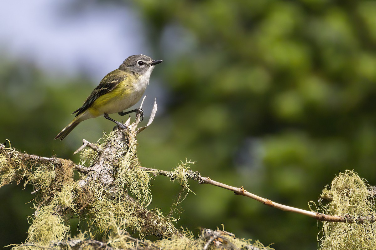 Graukopfvireo - ML638148444