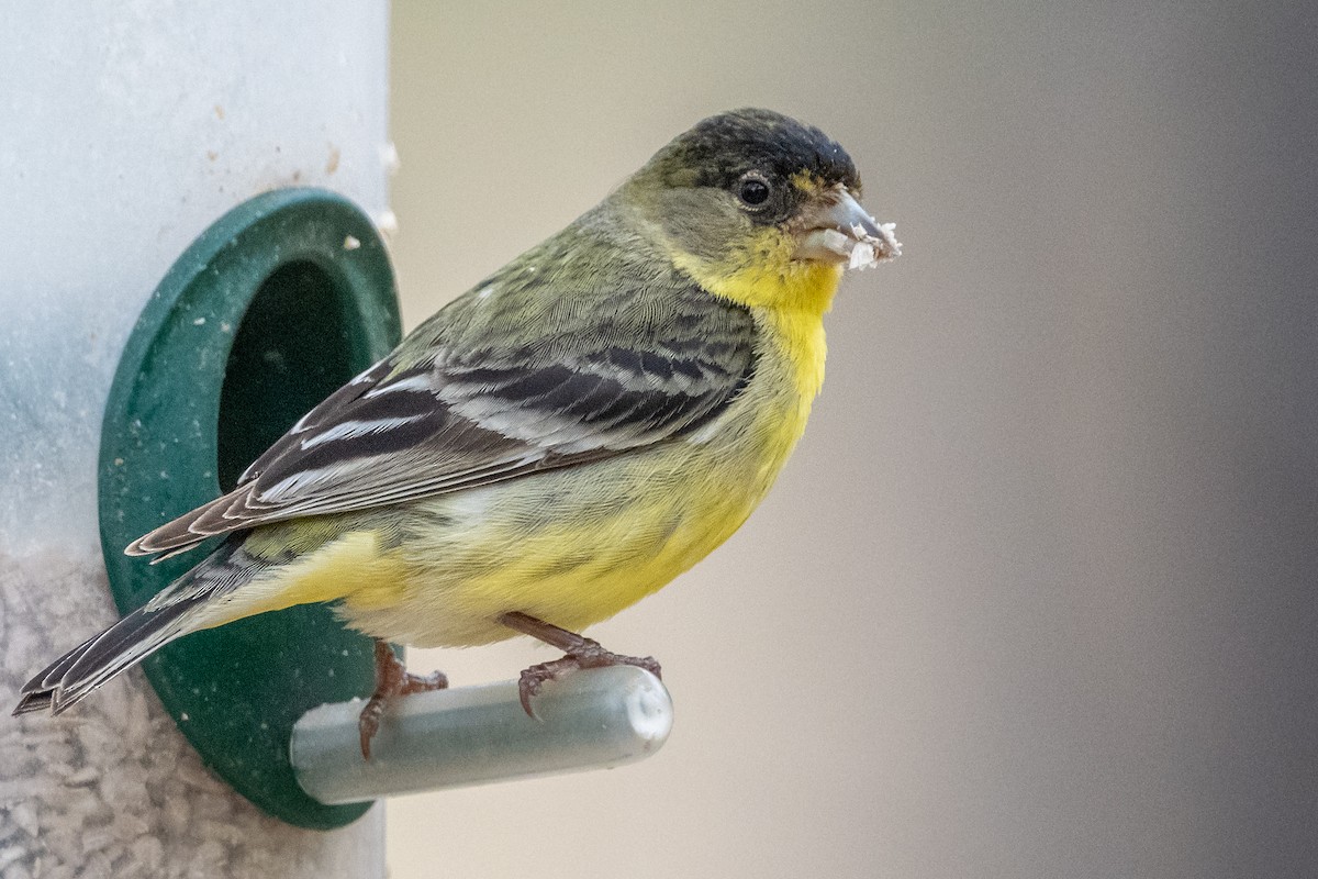 Lesser Goldfinch - ML638148449