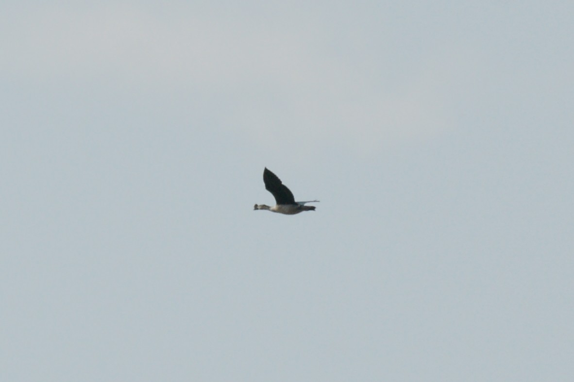 Knob-billed Duck - ML638148472