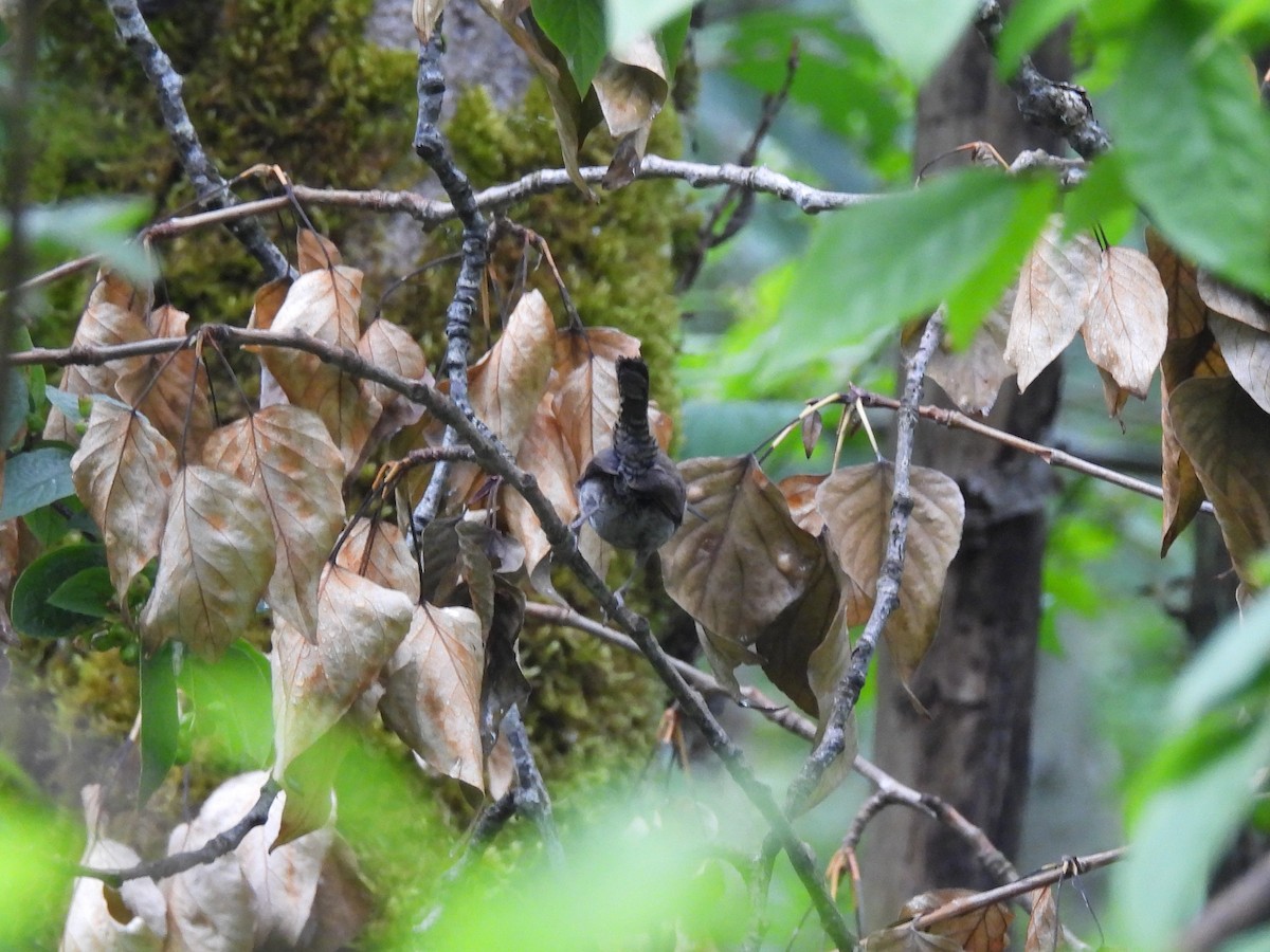 Bewick's Wren - ML638148520