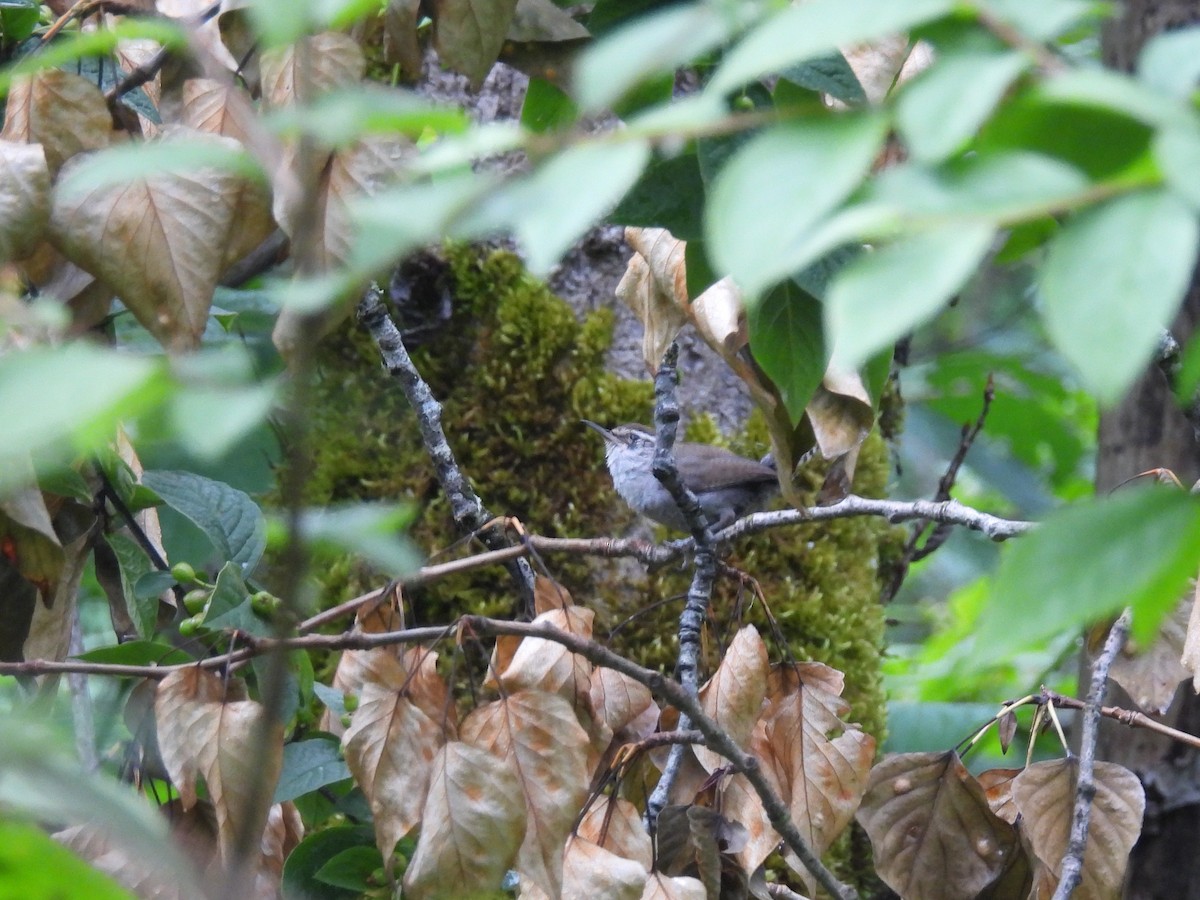 Bewick's Wren - ML638148530