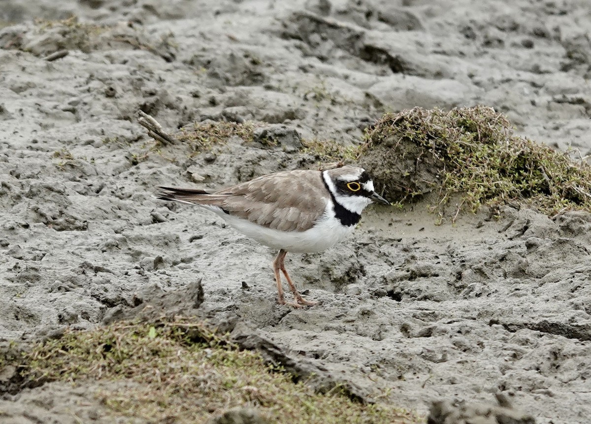 Little Ringed Plover - ML638148562