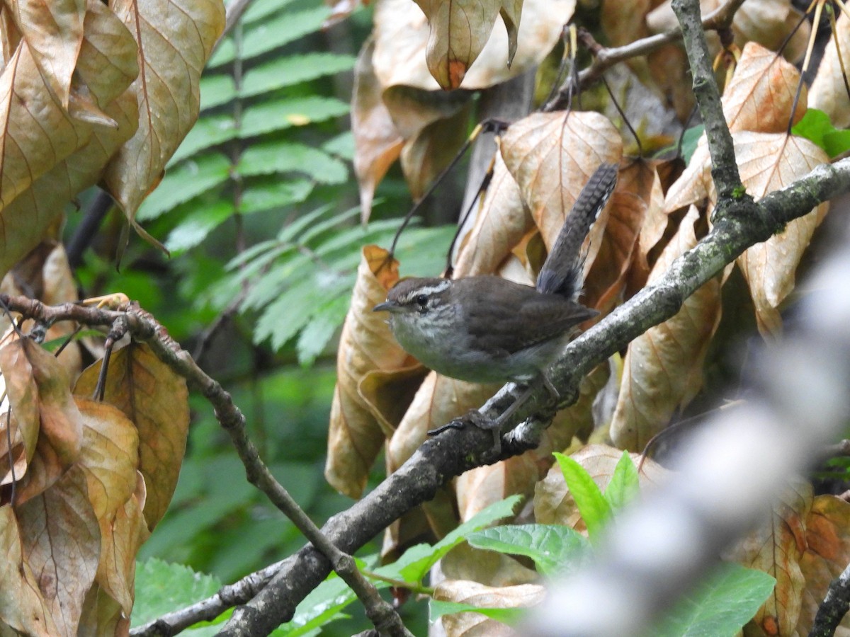 Bewick's Wren - ML638148569