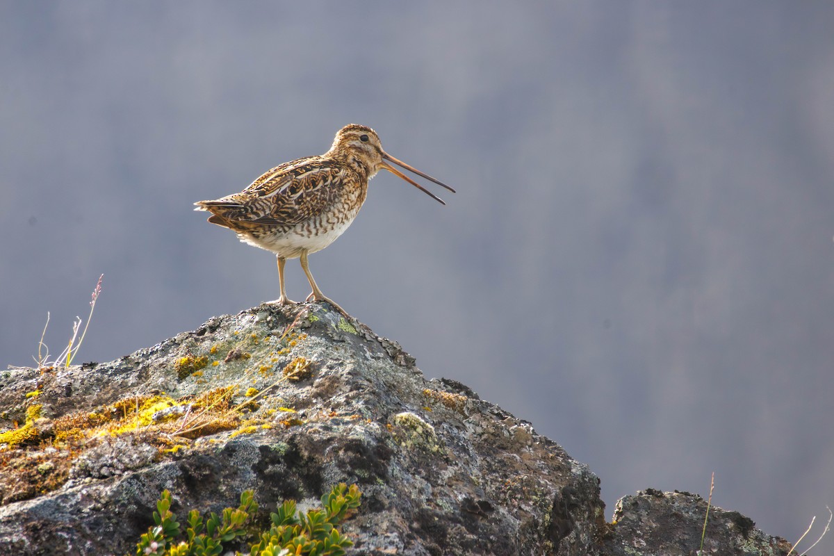 Common Snipe - ML638148610