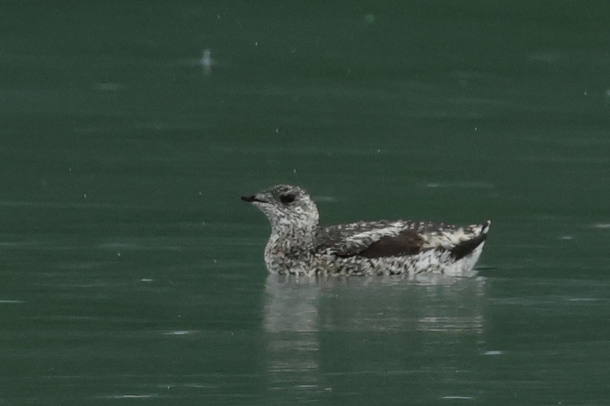 Kittlitz's Murrelet - ML638148685