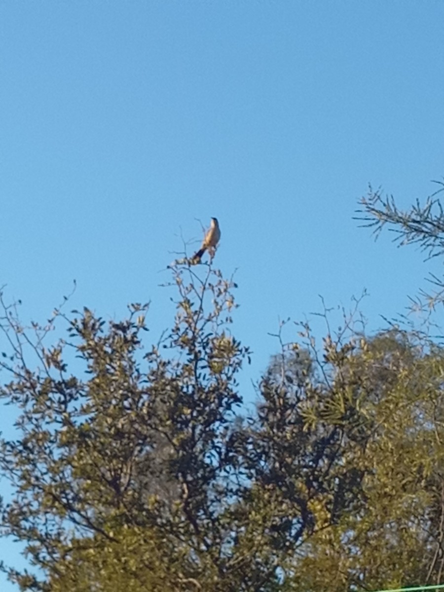 Patagonian Mockingbird - ML638148702