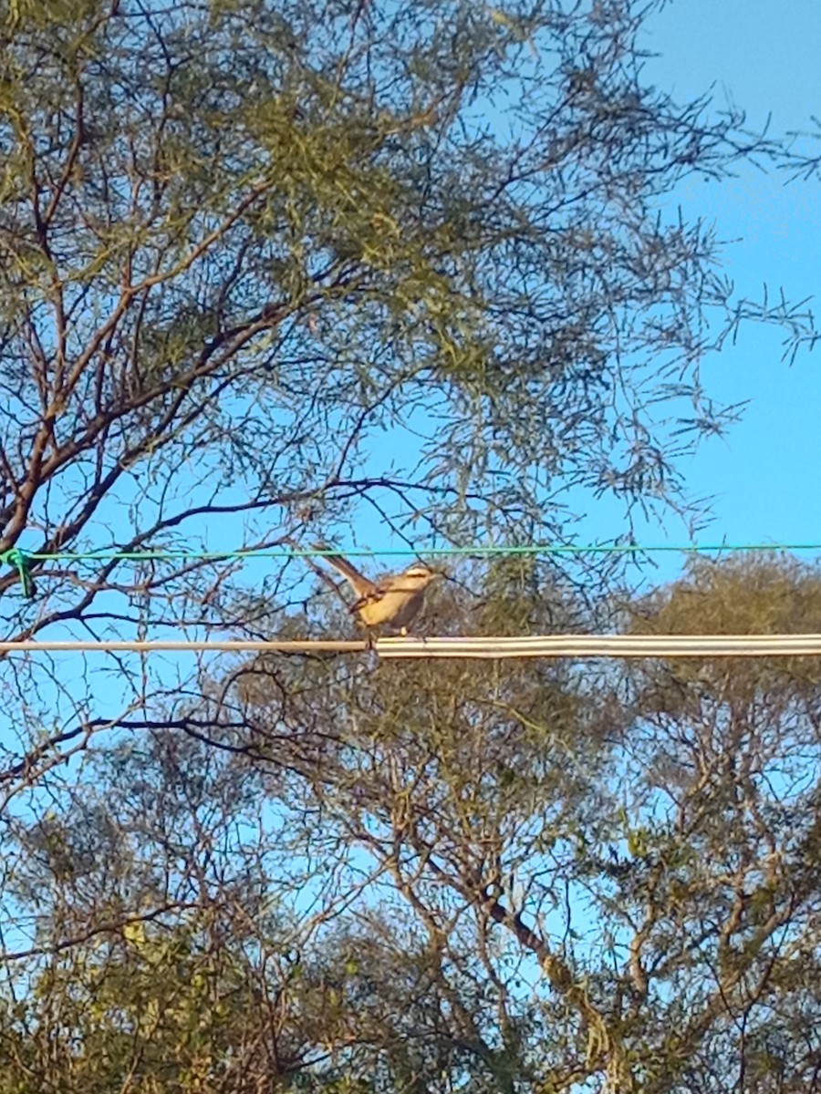 Patagonian Mockingbird - ML638148705