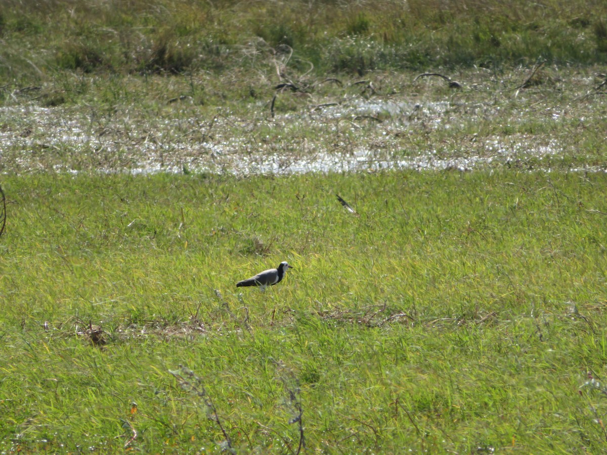 Long-toed Lapwing - ML638148774