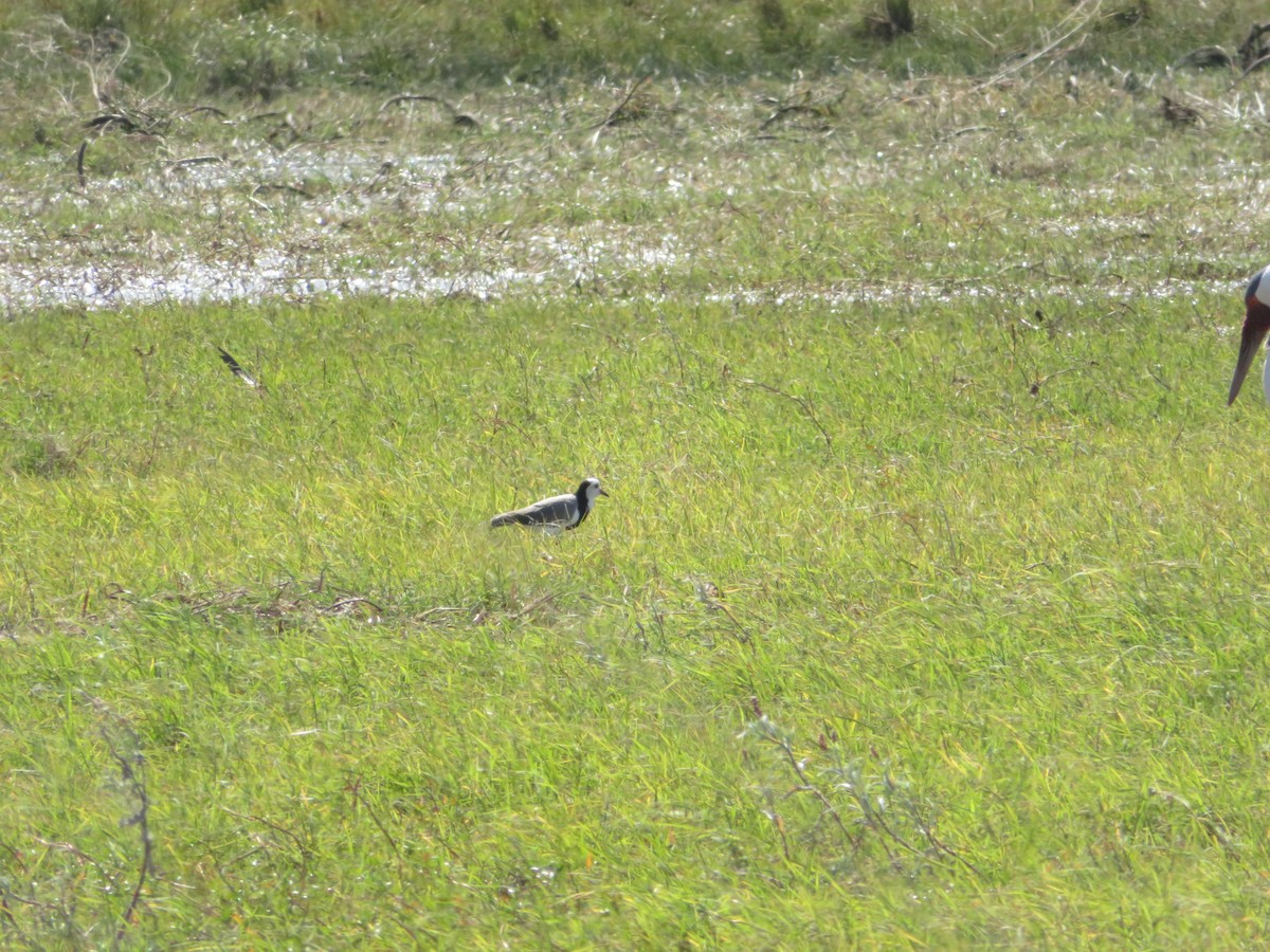 Long-toed Lapwing - ML638148775
