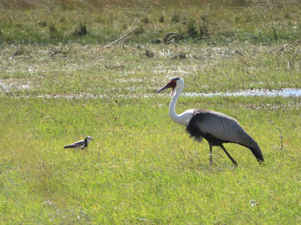 Long-toed Lapwing - ML638148776