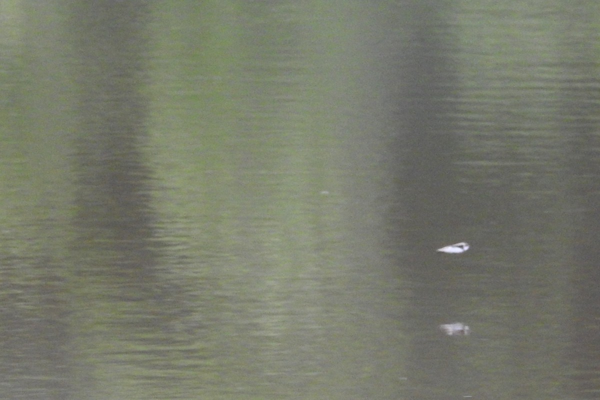 Bank Swallow - ML638148788