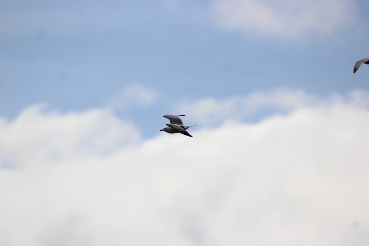 California Gull - ML638148840