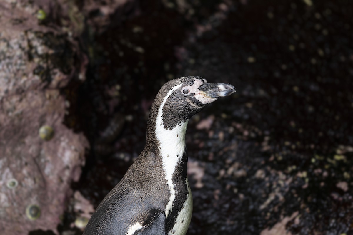 Humboldt Penguin - ML638148866