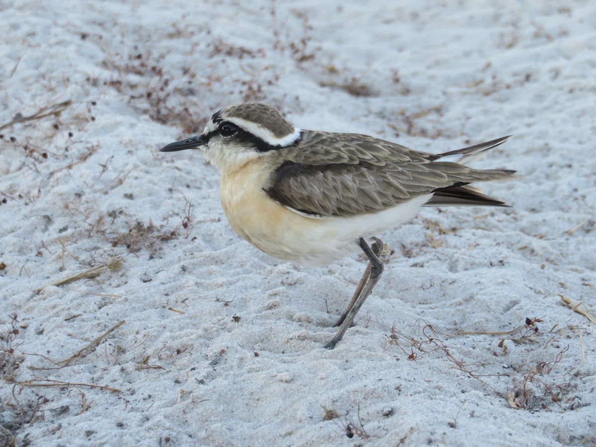 Kittlitz's Plover - ML638148868