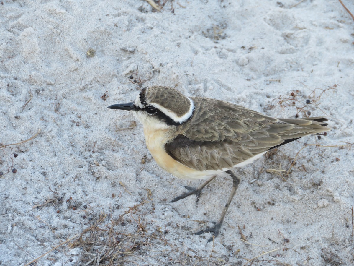 Kittlitz's Plover - ML638148869