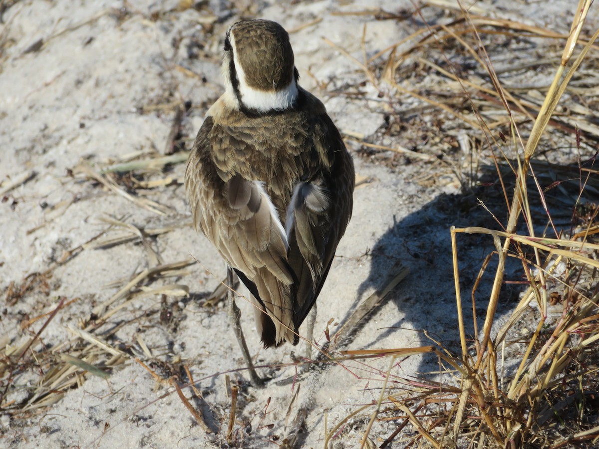 Kittlitz's Plover - ML638148871