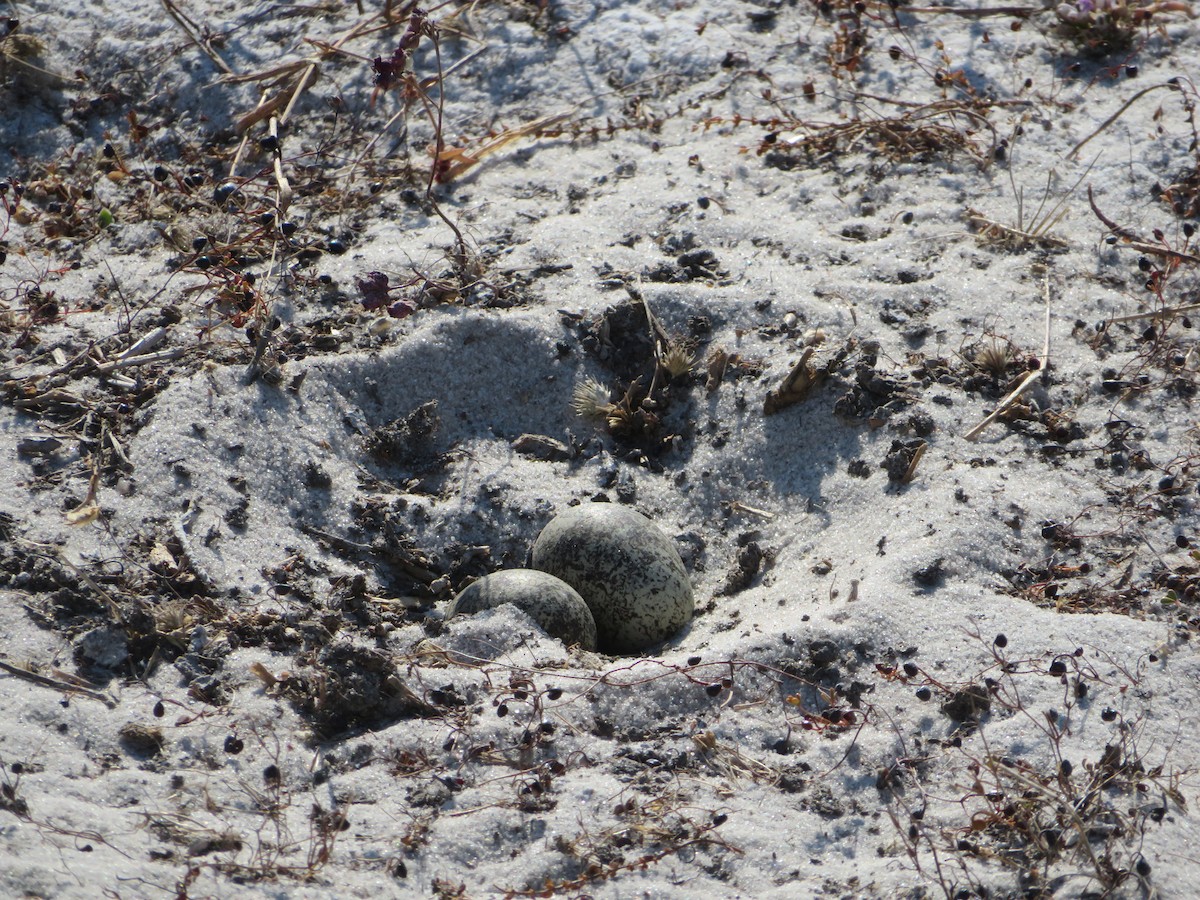 Kittlitz's Plover - ML638148873