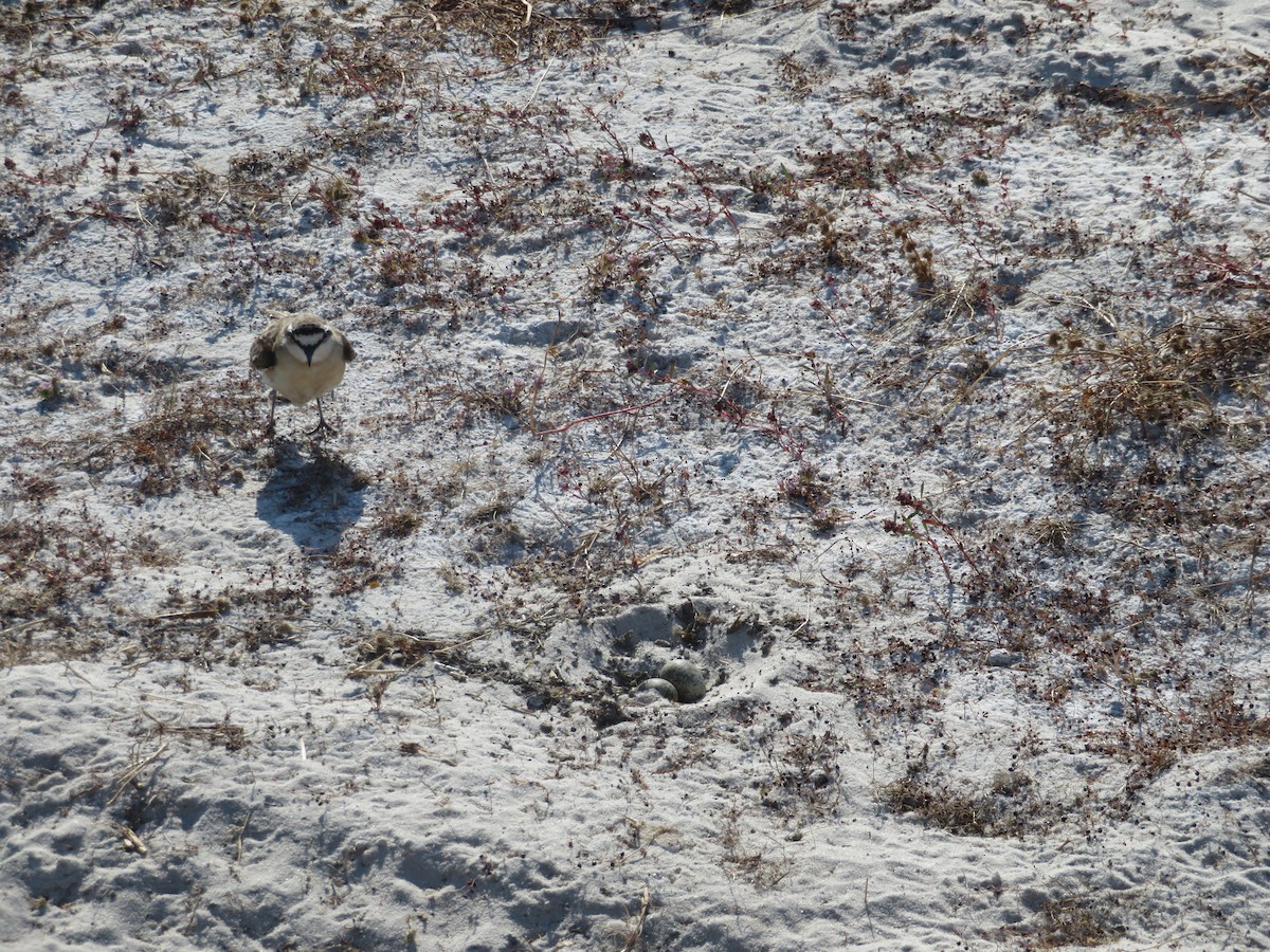 Kittlitz's Plover - ML638148875
